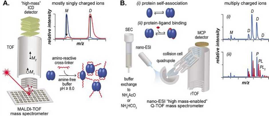 Enlarged view: A high mass ion conversion dynode for MALDI experimetns and a nano electrospray ionization are shown as distingued workflows for the analysis of noncovalent interactions.  